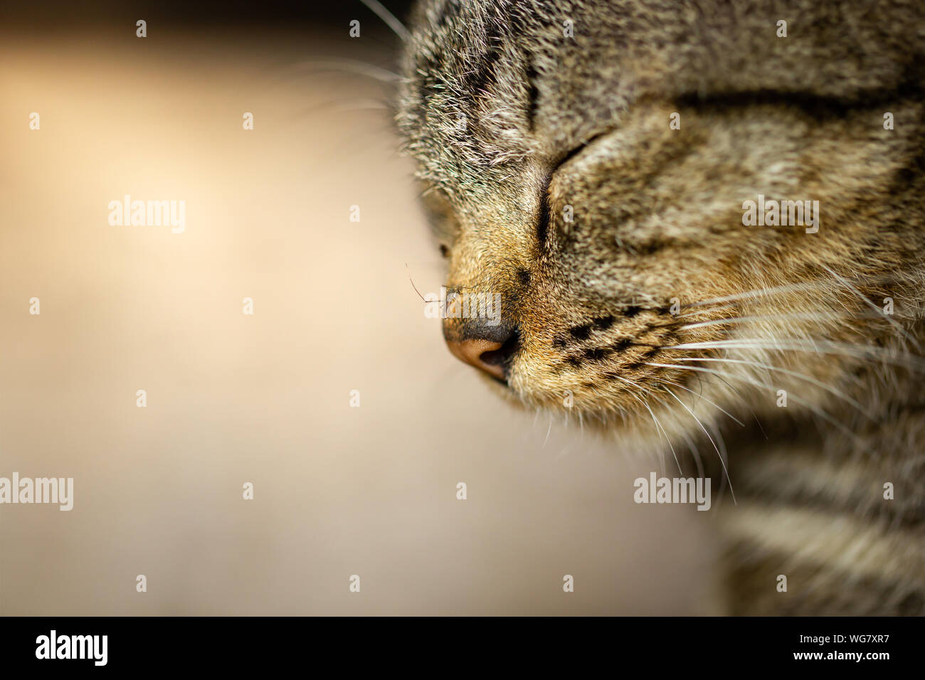 Les Moustiques Sur Le Nez Du Chat Les Chats Sont Gris Somnolent L Espace De Copie Pour Le Texte Photo Stock Alamy