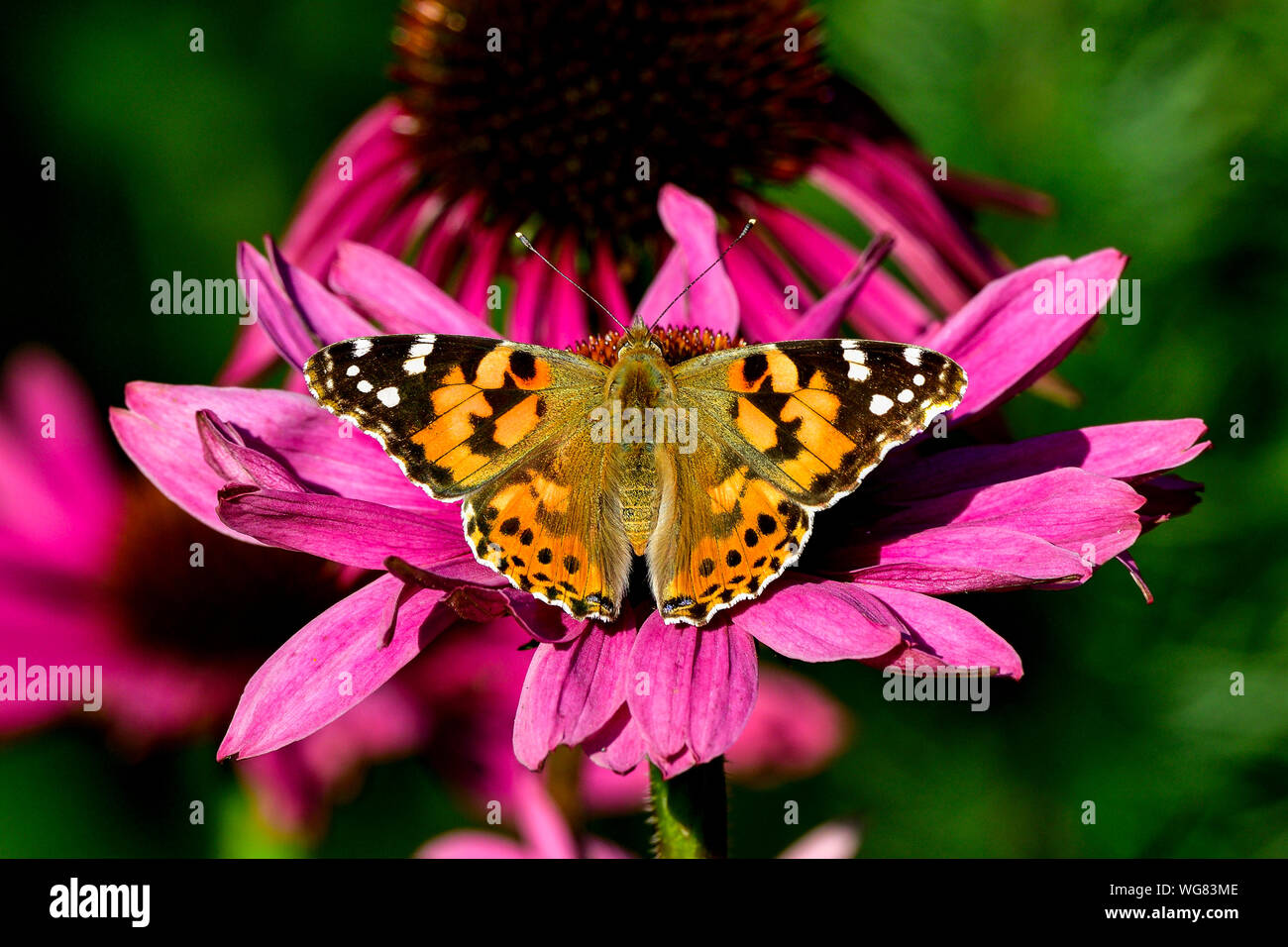 Papillon belle dame, l'un des ambassadeurs de l'automne. Banque D'Images