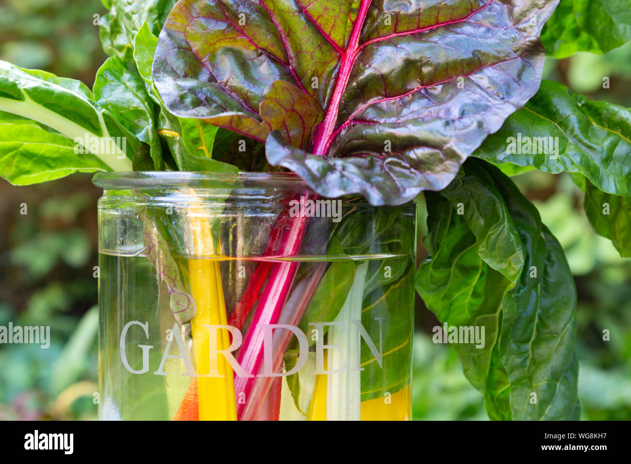 Bouquet de Arc-en-ciel fraîche chard dans un vase avec jardin écrit dessus Banque D'Images