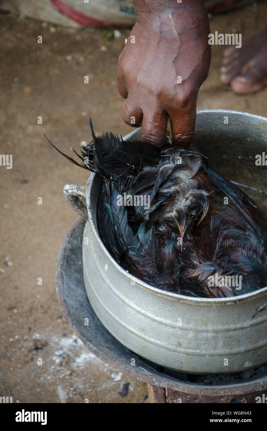 Close-up de main de femme africaine poulet entier d'ébullition en Pot simple, le Togo, l'Afrique Banque D'Images