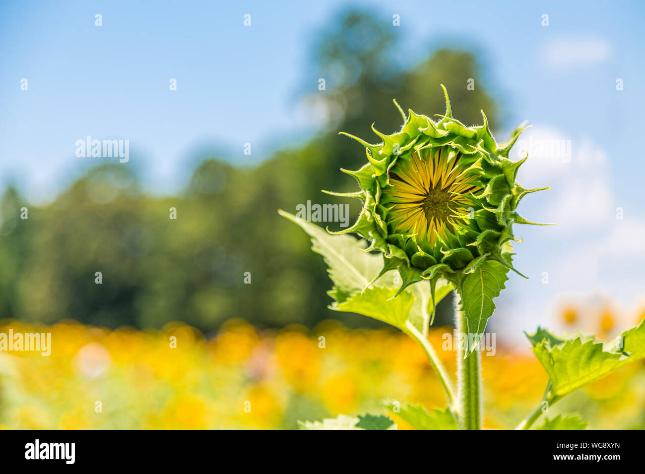 Une image d'un beau champ d'été plein de tournesols jaunes et verts lumineux Banque D'Images