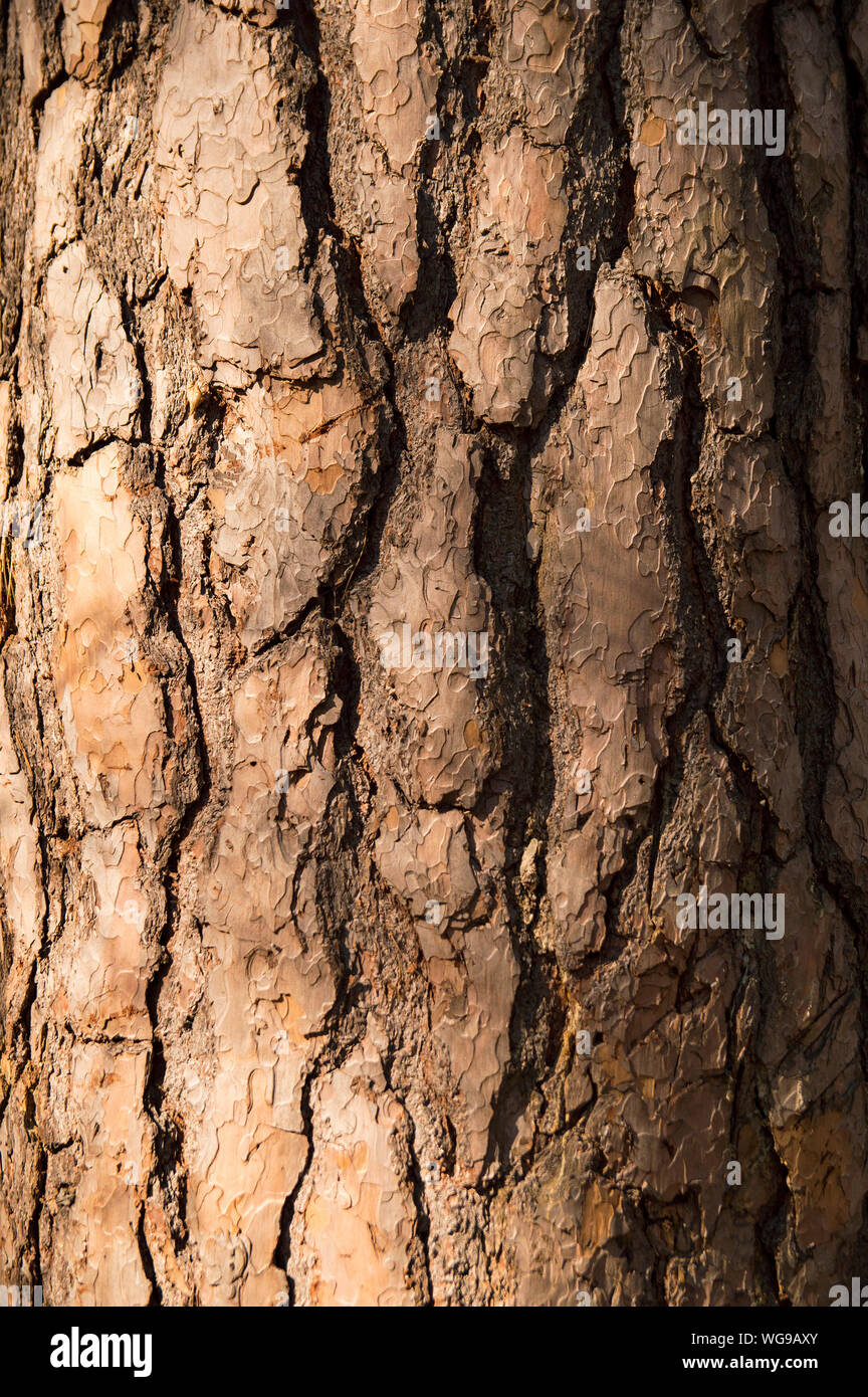 La texture de l'écorce d'un grand arbre pin Banque D'Images