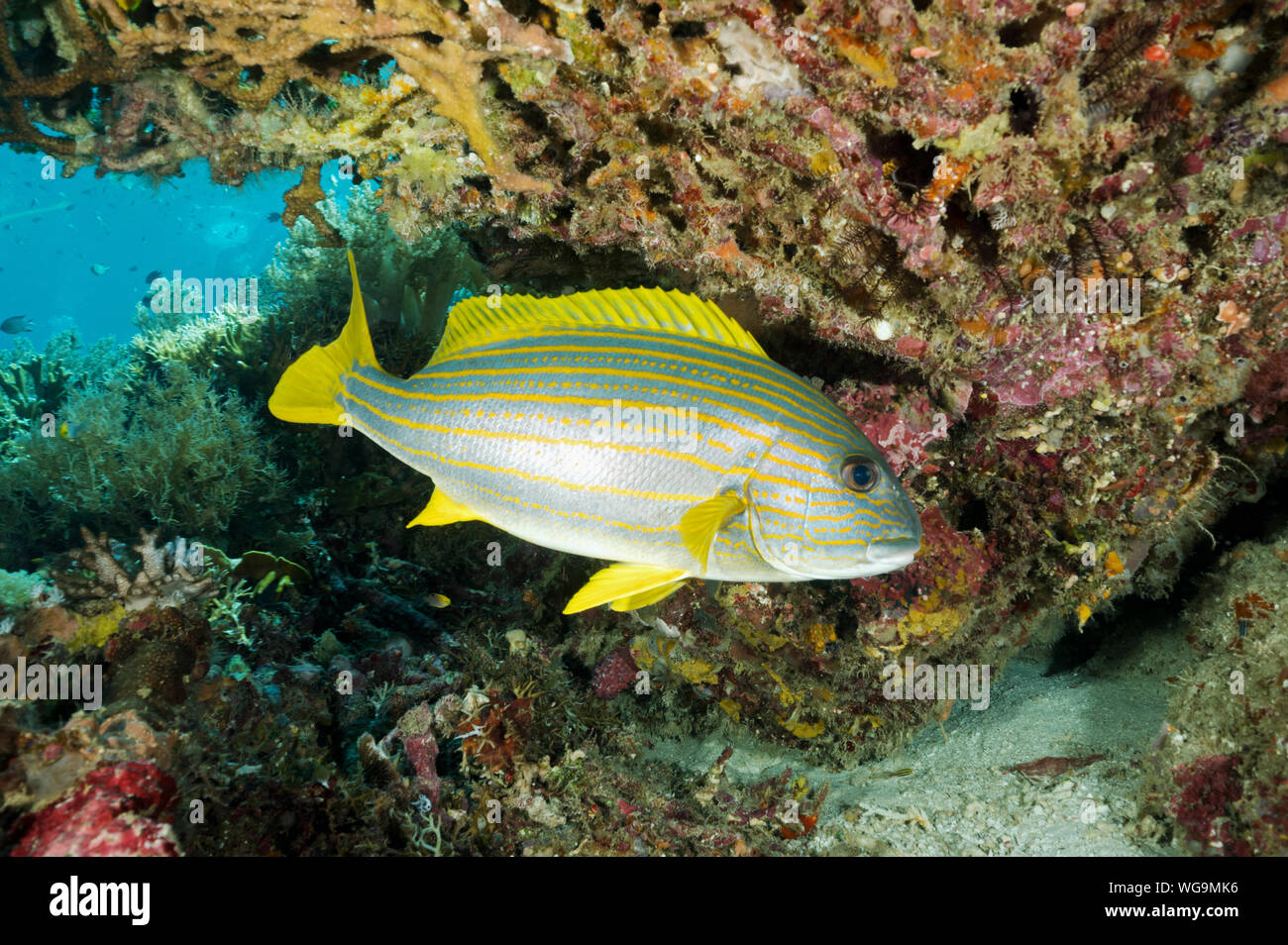 L'Espagnol flsg snapper Lutjanus carponotatus, Raja Ampat en Indonésie. Banque D'Images