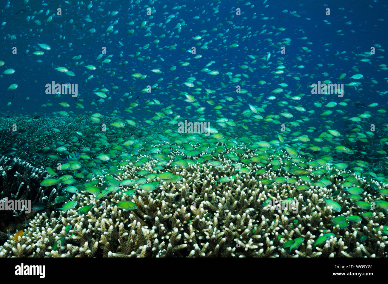Haut-fond massif des demoiselles bleues, Chromis viridis, alimentation en courant fort howering sur Acropora coraux durs, Raja Ampat en Indonésie. Banque D'Images