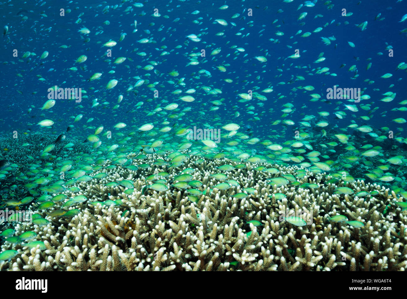 Haut-fond massif des demoiselles bleues, Chromis viridis, alimentation en courant fort howering sur Acropora coraux durs, Raja Ampat en Indonésie. Banque D'Images