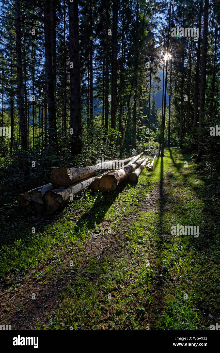 Lever du soleil à travers les arbres dans une forêt de Chamrousse massif Banque D'Images