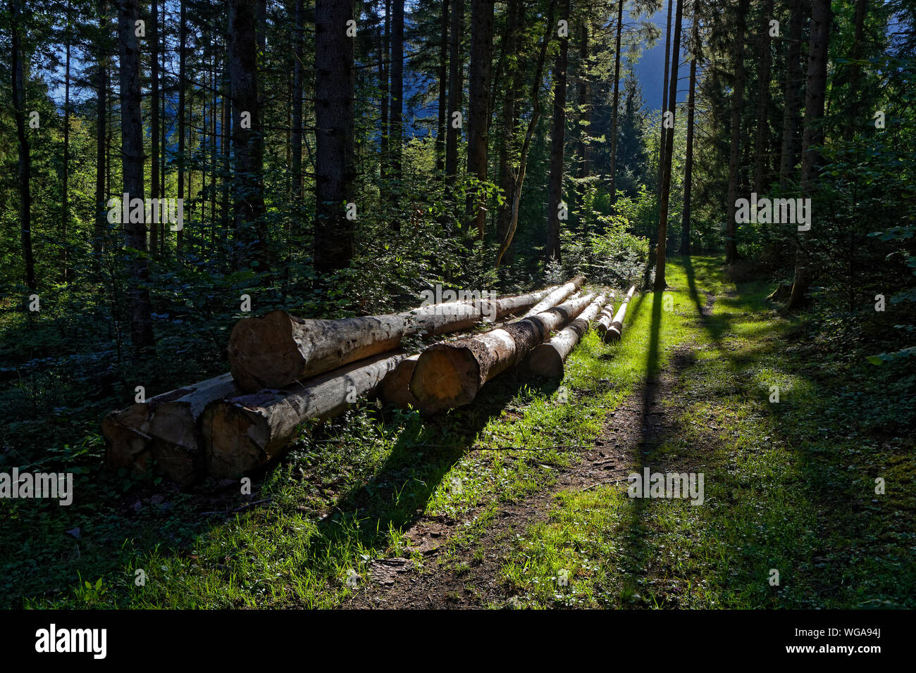 Lever du soleil à travers les arbres dans une forêt de Chamrousse massif Banque D'Images