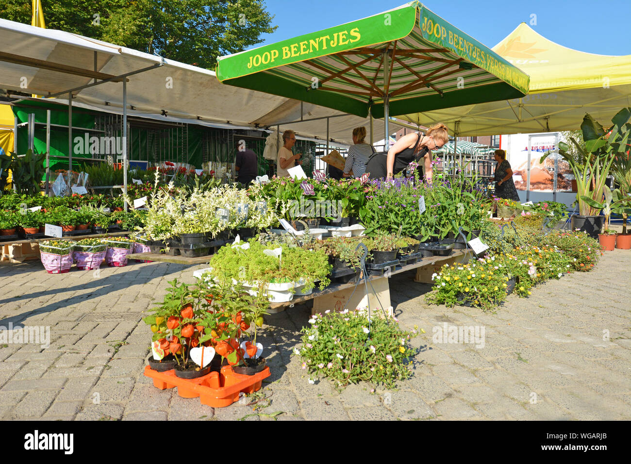 Den Burg Texel, Pays-Bas / Nord - Août 2019 : Marché hebdomadaire sur la place Groeneplaats'' de la ville de 'Den Burg' avec des plantes Banque D'Images
