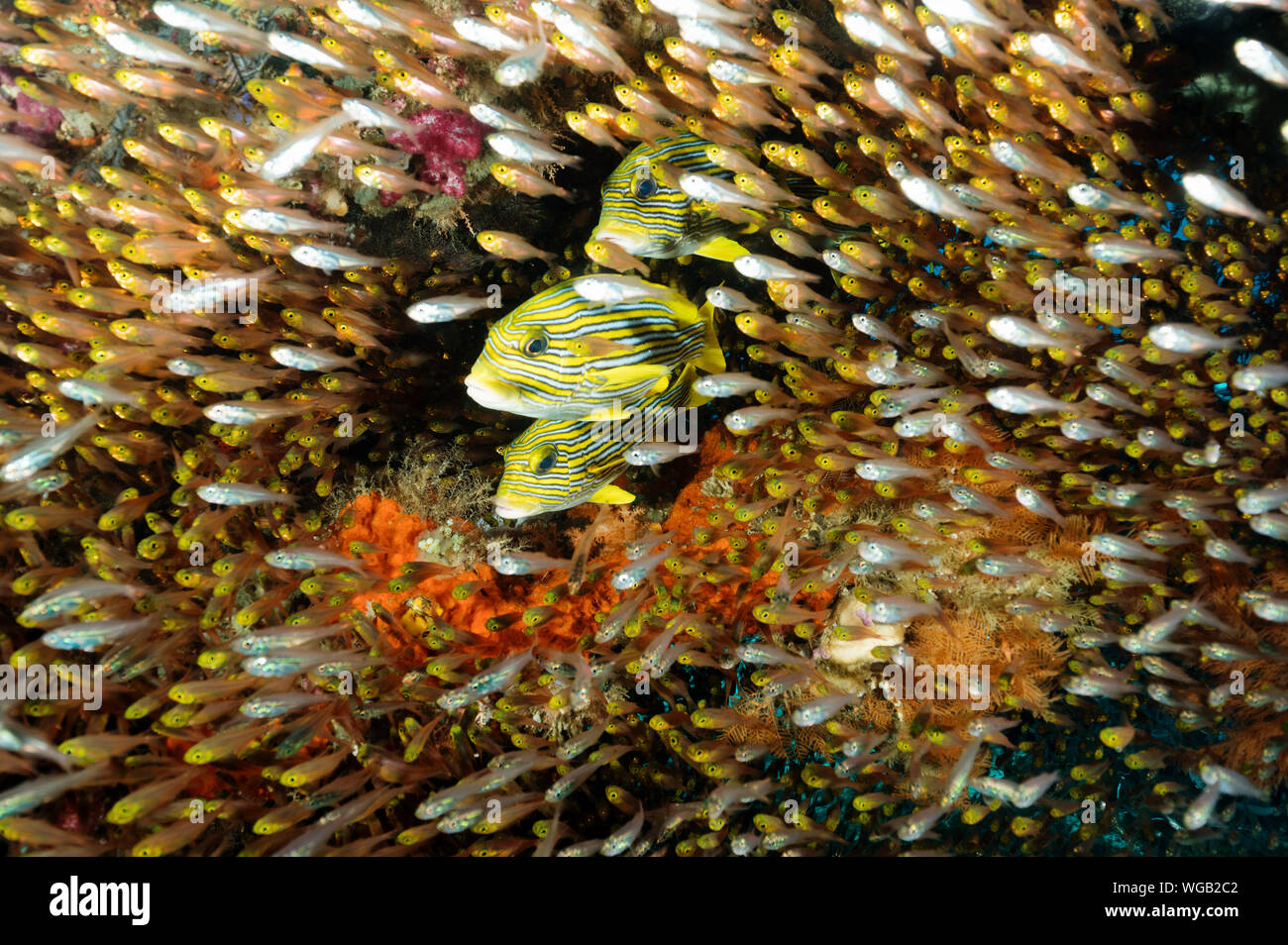 Récif coloré scenic avec ruban gaterins, Plectorhinchus polytaenia, et golden balayeuses, Parapriacanthus ransonneti, Raja Ampat en Indonésie. Banque D'Images