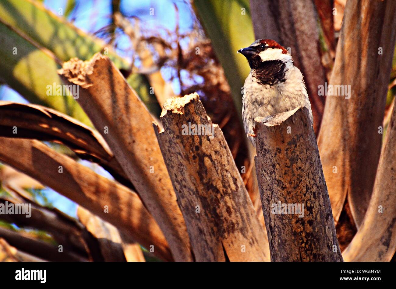 Close-up of Sparrow sur Branch à Huntington Beach State Park Banque D'Images