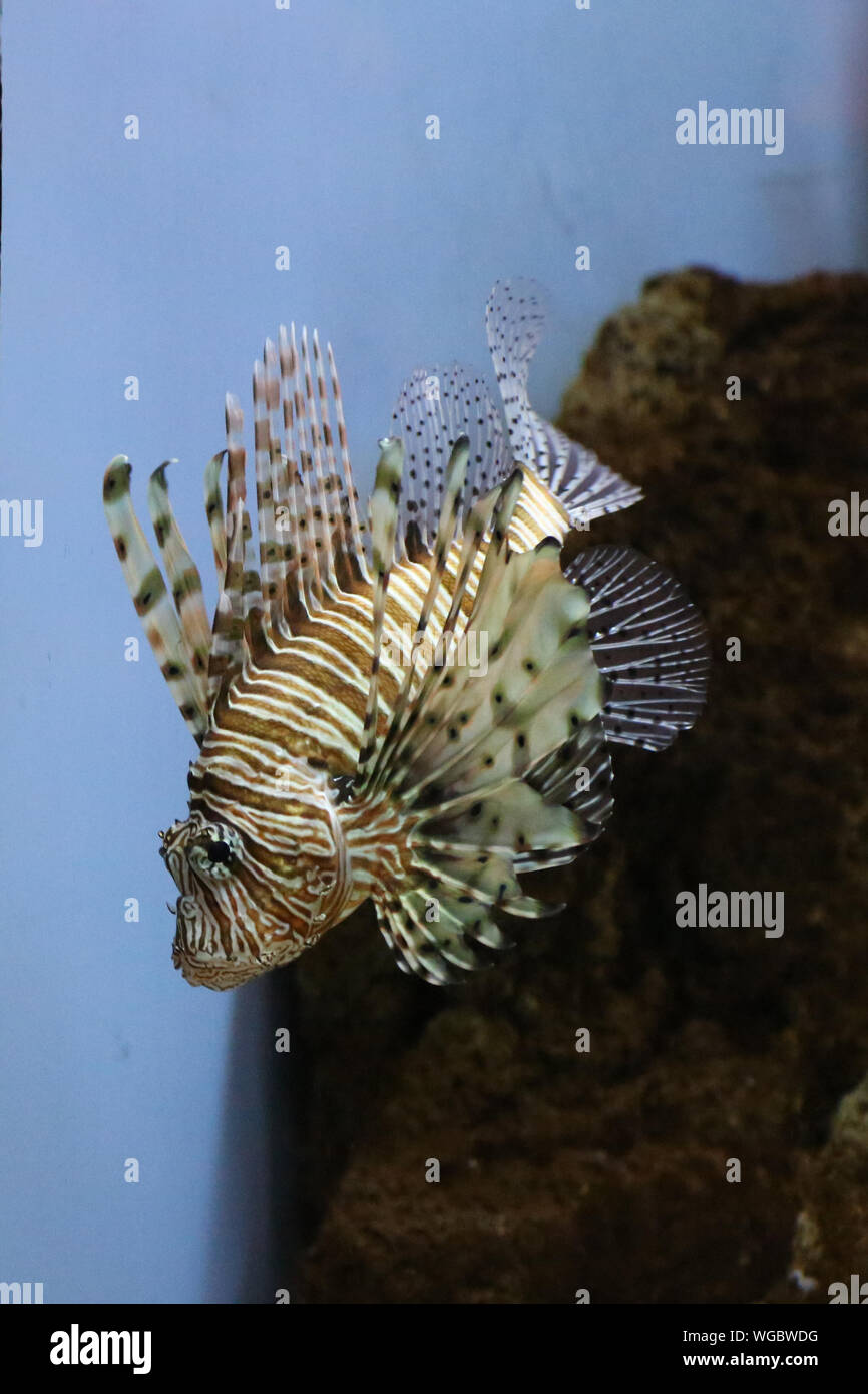 Close-up of Lion poissons nager dans l'Aquarium Banque D'Images