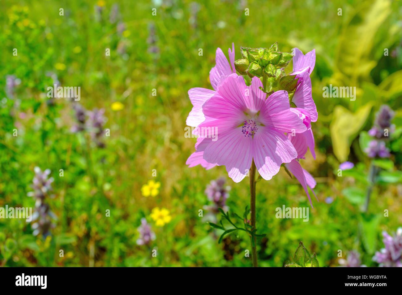 Malva sylvestris Banque D'Images