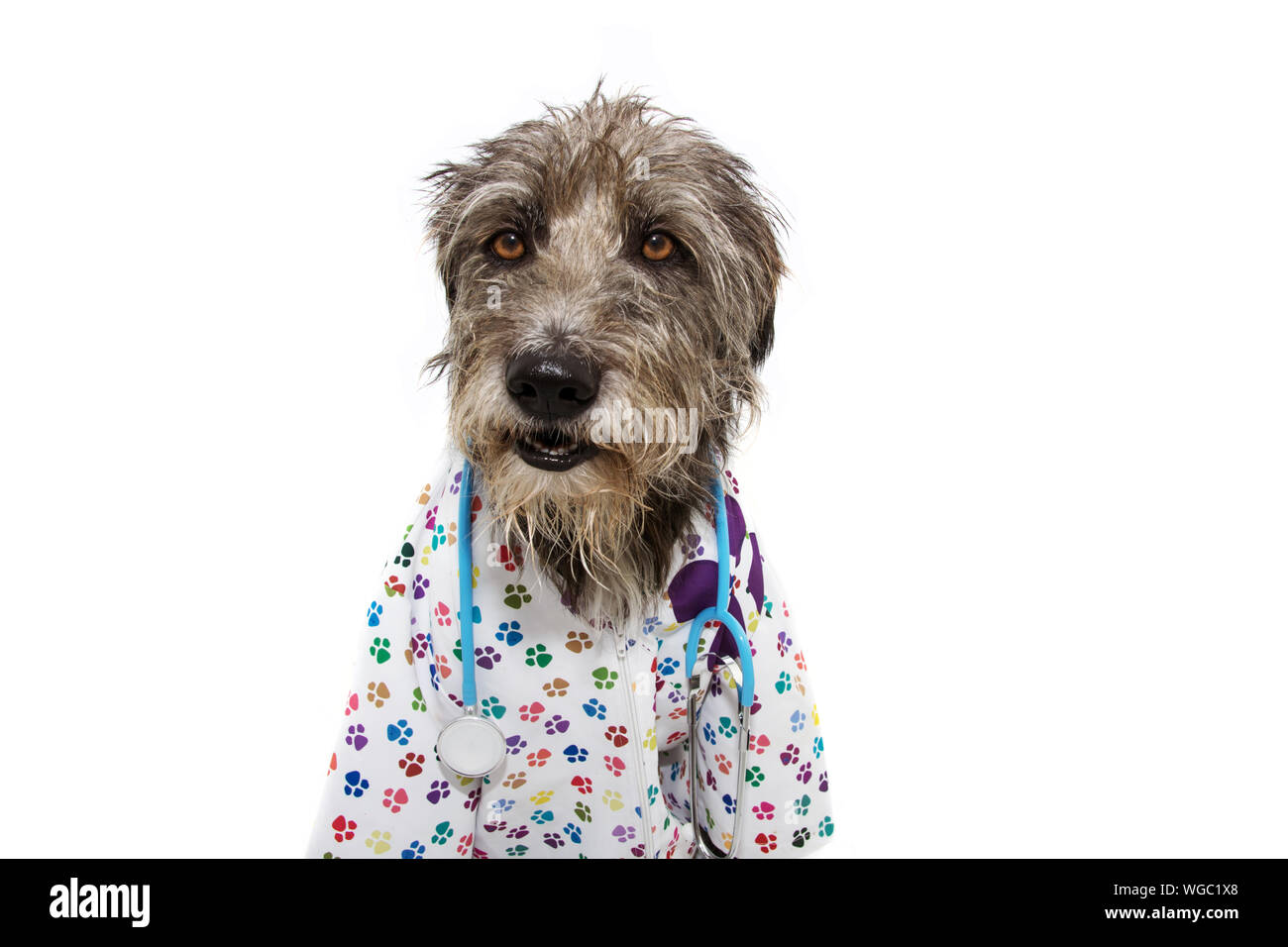 Habillé en chien veterinary wearing stethoscope et chemise d'hôpital. Isolé sur fond blanc. à côté. Banque D'Images