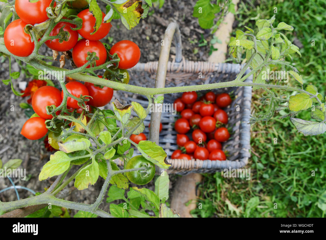 Tomates cerises rouges et vertes sur la vigne, en focus sélectif au-dessus d'un panier de fruits cueillis dans un jardin potager Banque D'Images