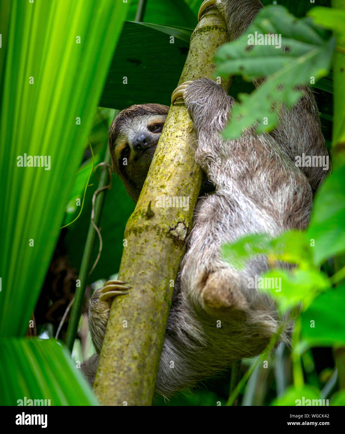 Trois doigts paresseux Bradypus sauvage Costa Rica Banque D'Images