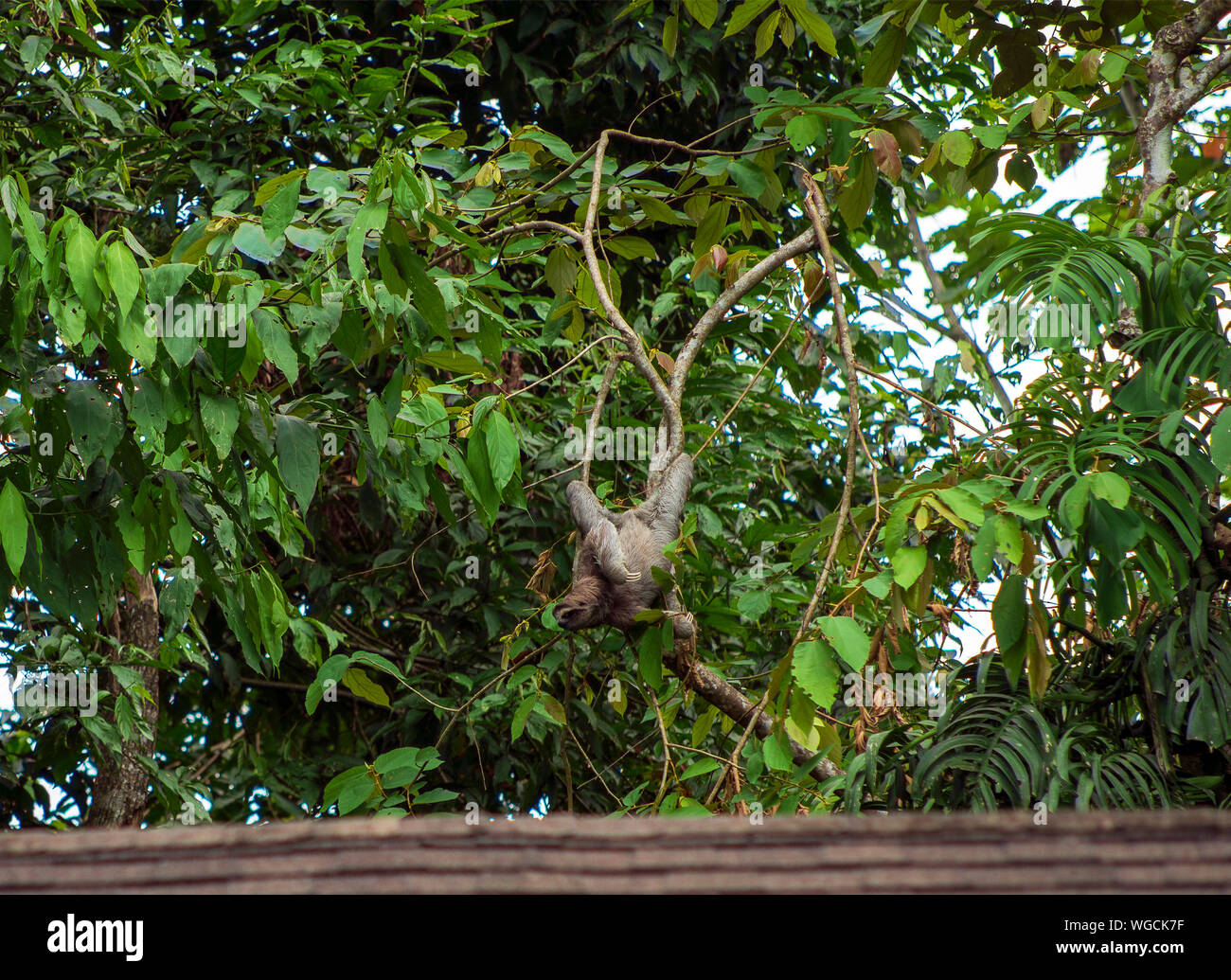 Trois doigts paresseux Bradypus sauvage Costa Rica Banque D'Images