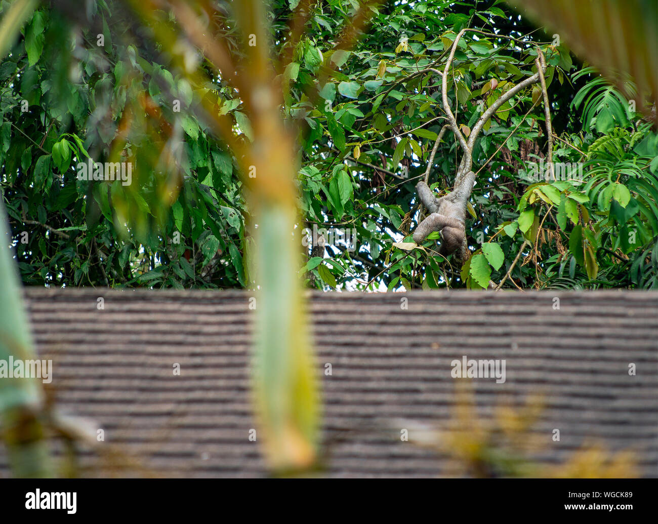 Trois doigts paresseux Bradypus sauvage Costa Rica Banque D'Images