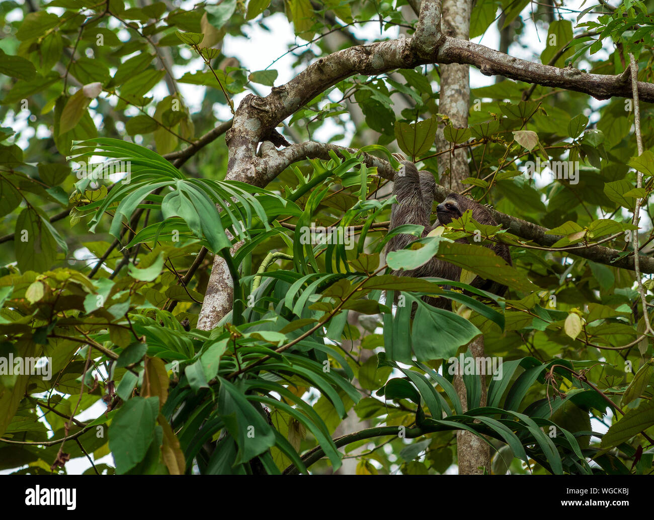 Trois doigts paresseux Bradypus sauvage Costa Rica Banque D'Images