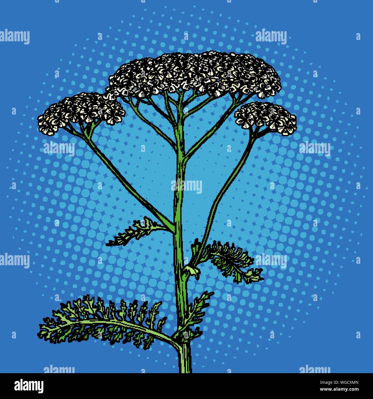 L'achillée mille-feuille fleur plante médicinale. L'Achillea millefolium. Retro pop art dessin illustration stock vector Illustration de Vecteur