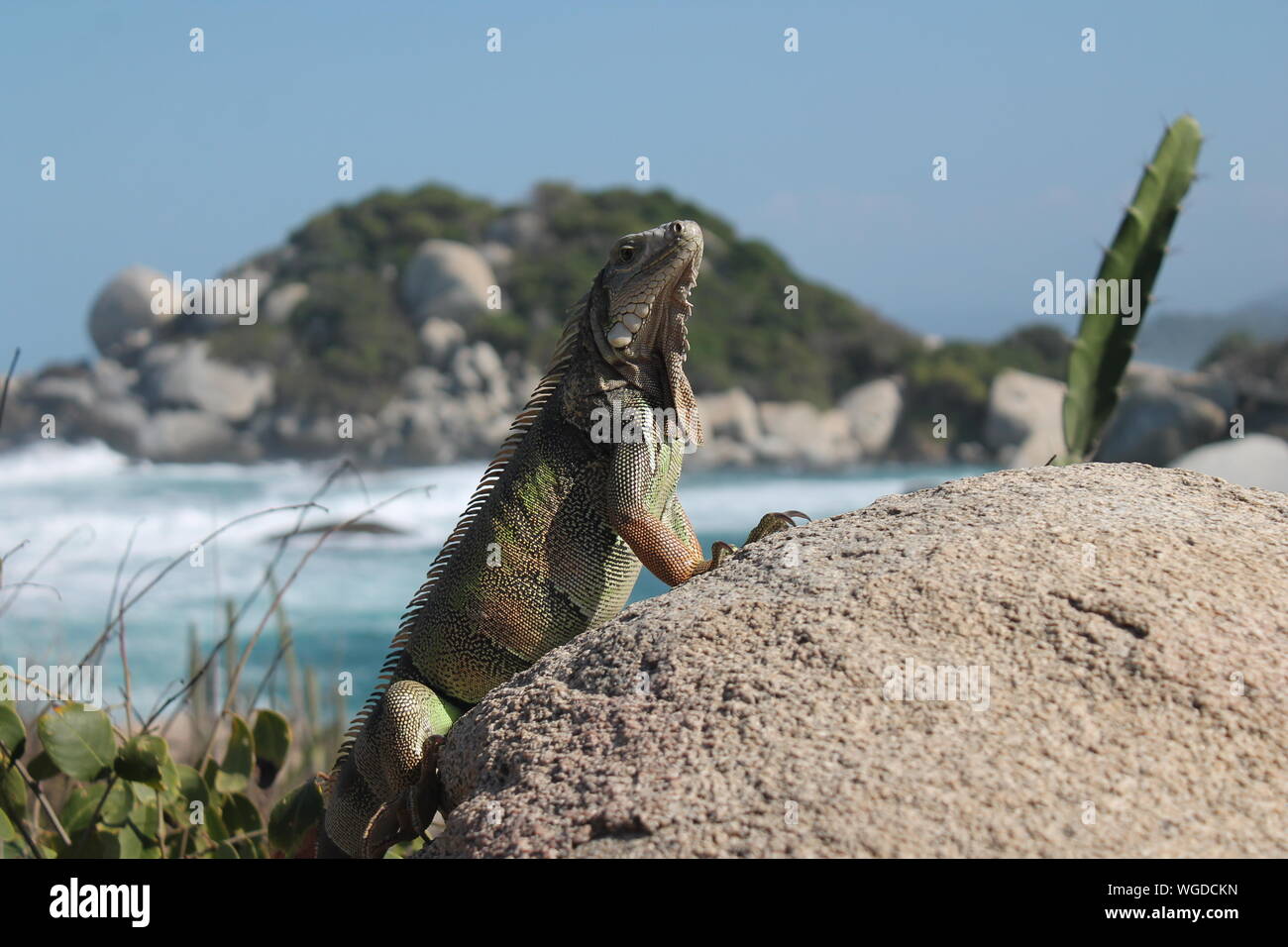 Beau Soleil et de l'Iguane qui pose pour nous au parc Tayrona Banque D'Images