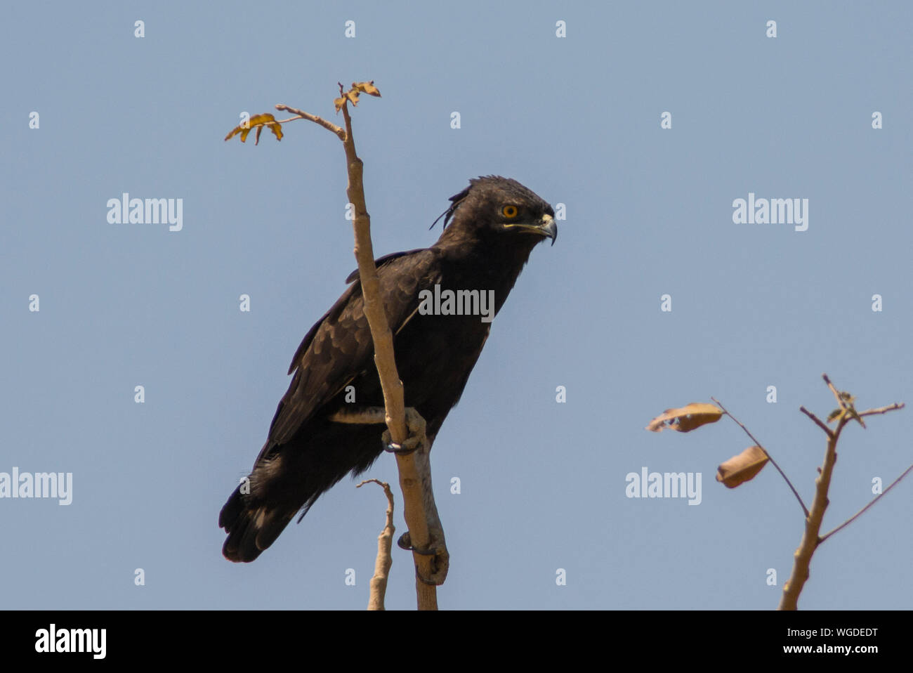 Long-crested Eagle (Lophaetus occipital) perché dans un arbre en Gambie, en Afrique de l'Ouest Banque D'Images