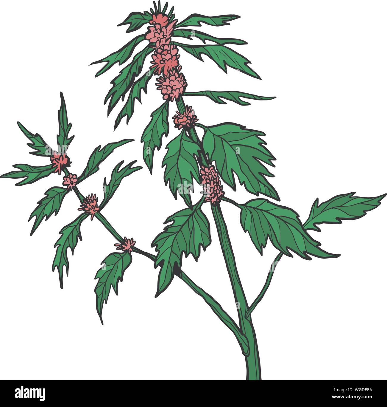 Agripaume plante médicinale. Retro pop art dessin illustration vectorielle Illustration de Vecteur