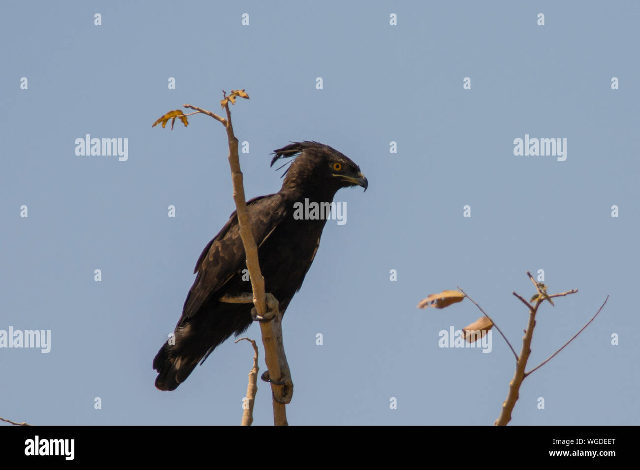 Long-crested Eagle (Lophaetus occipital) perché dans un arbre en Gambie, en Afrique de l'Ouest Banque D'Images