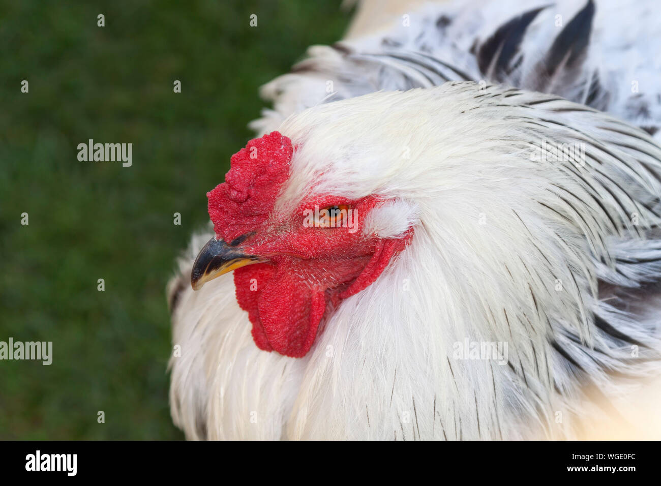 Brahma est une grande race de poule Banque D'Images