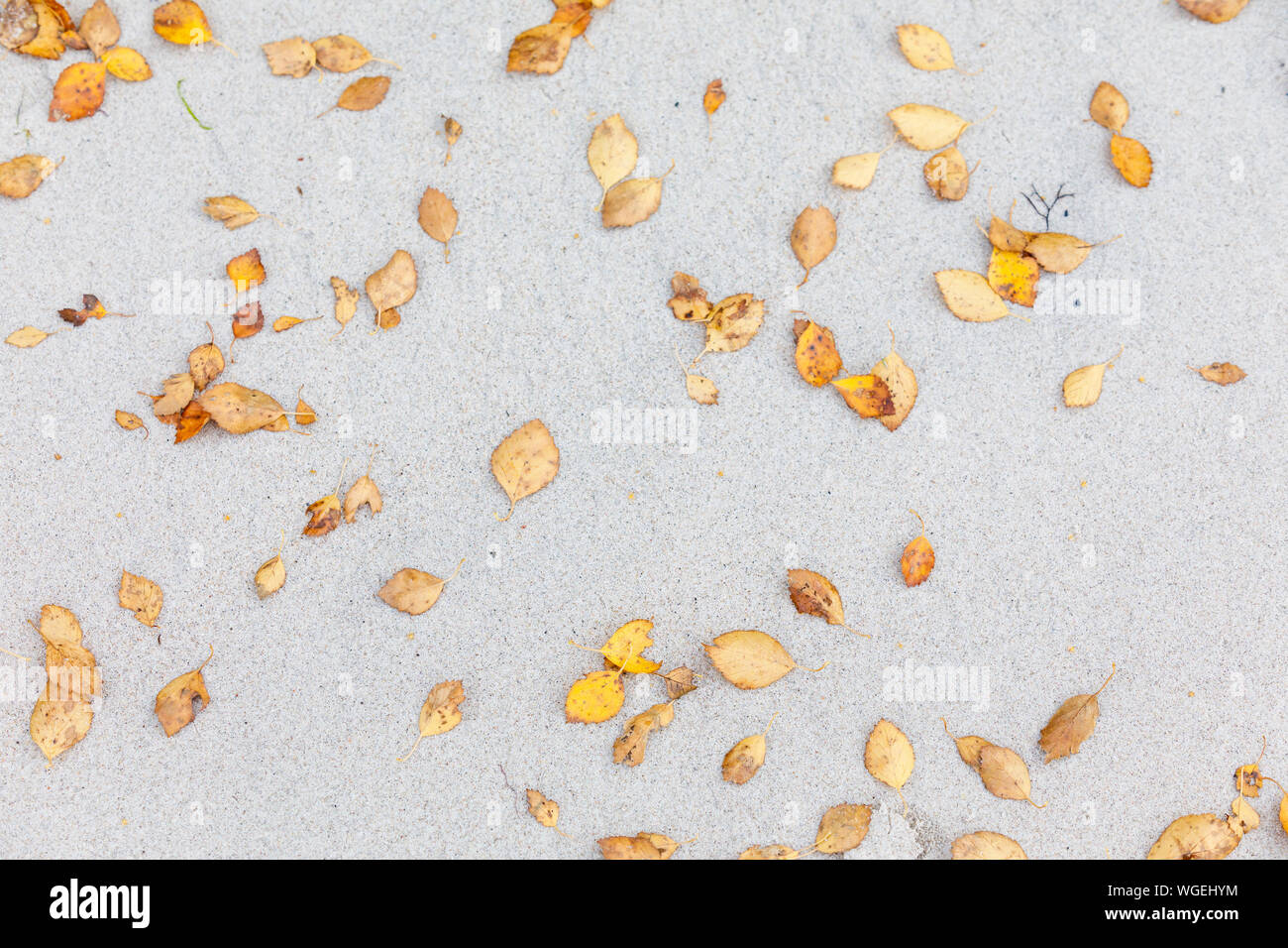 De nombreuses petites feuilles jaune tombé dans le sable Banque D'Images