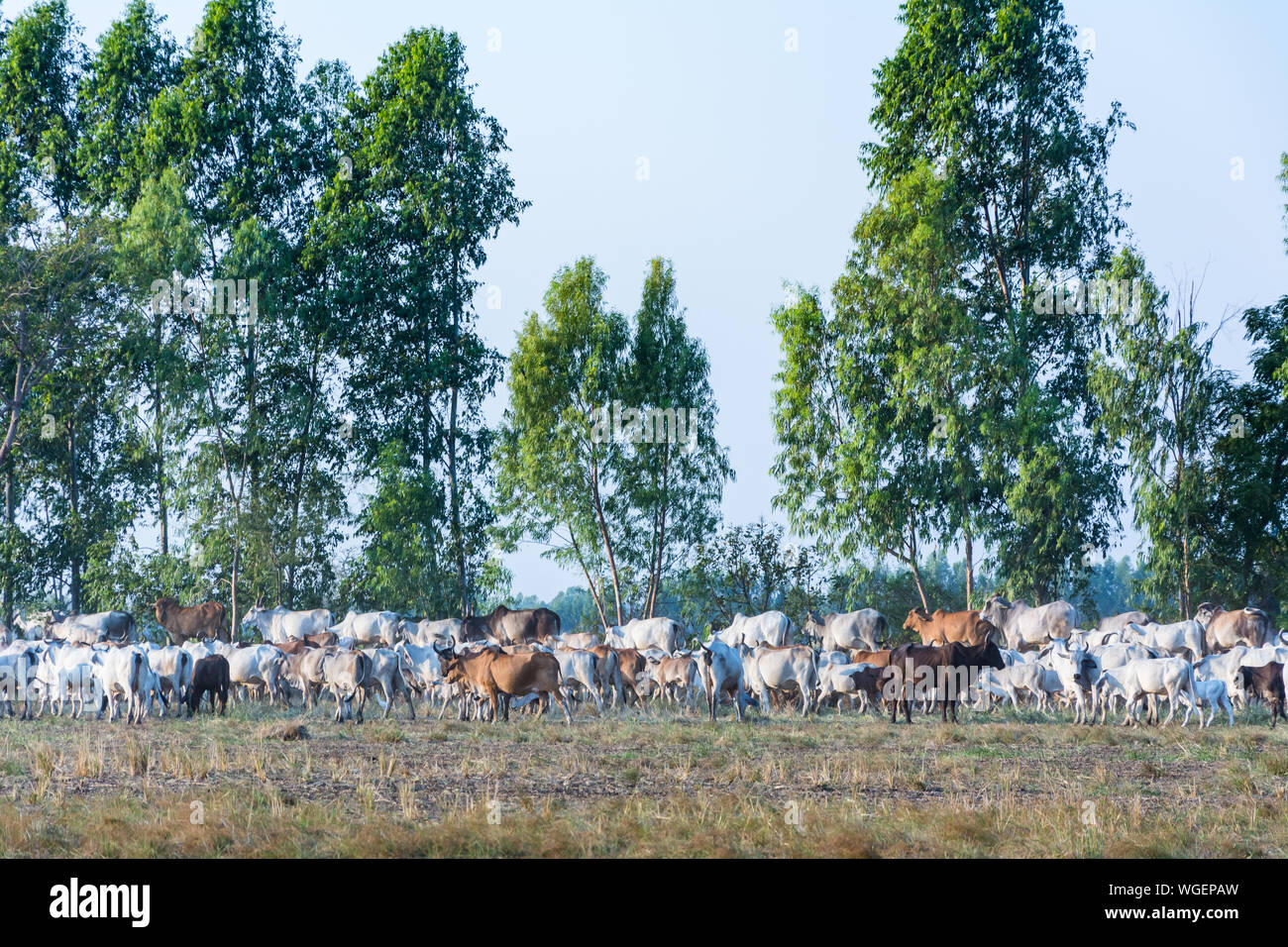 Troupeau de vaches à pied on rural road, pour revenir à la ferme Banque D'Images