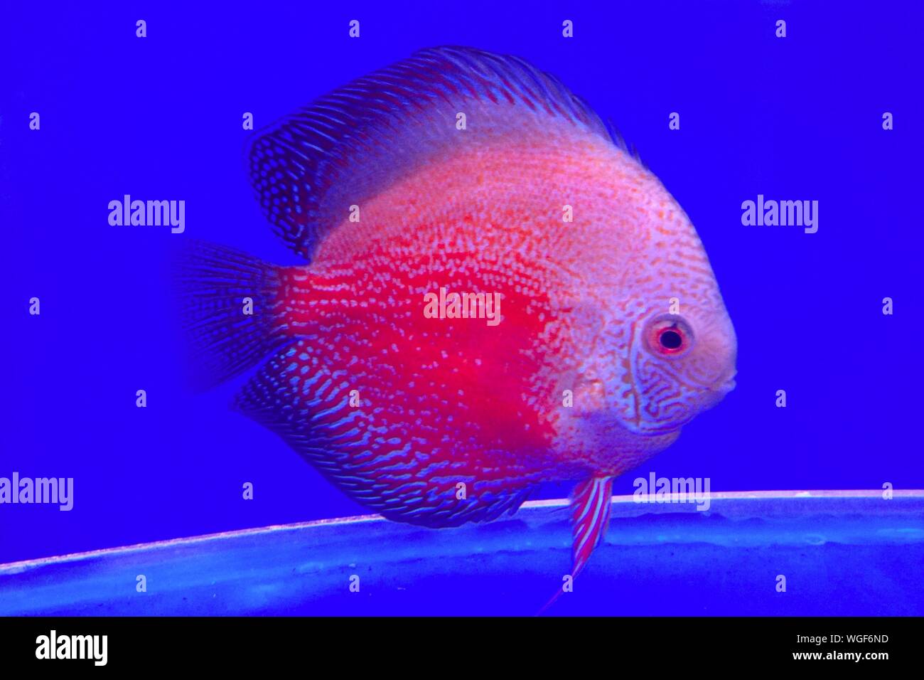 Poisson discus Banque de photographies et d’images à haute résolution