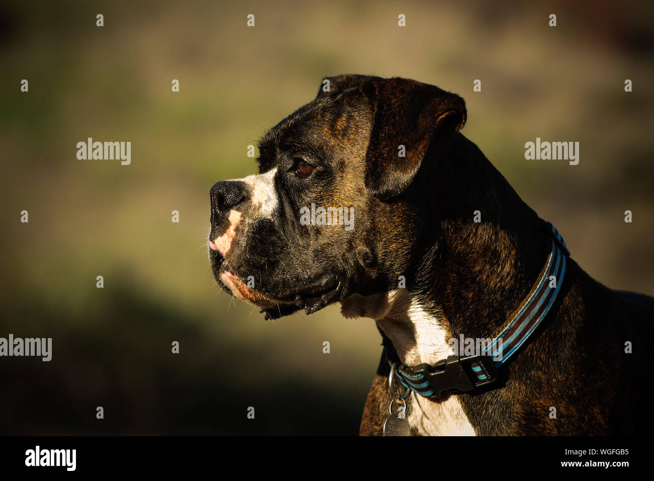 Vue latérale du Boxer Dog Wearing Striped Collar Banque D'Images