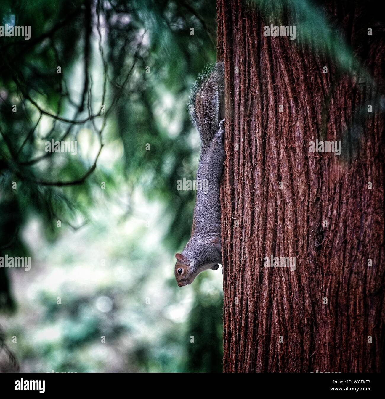 Sur l'écorce de bois rouge écureuil Banque D'Images