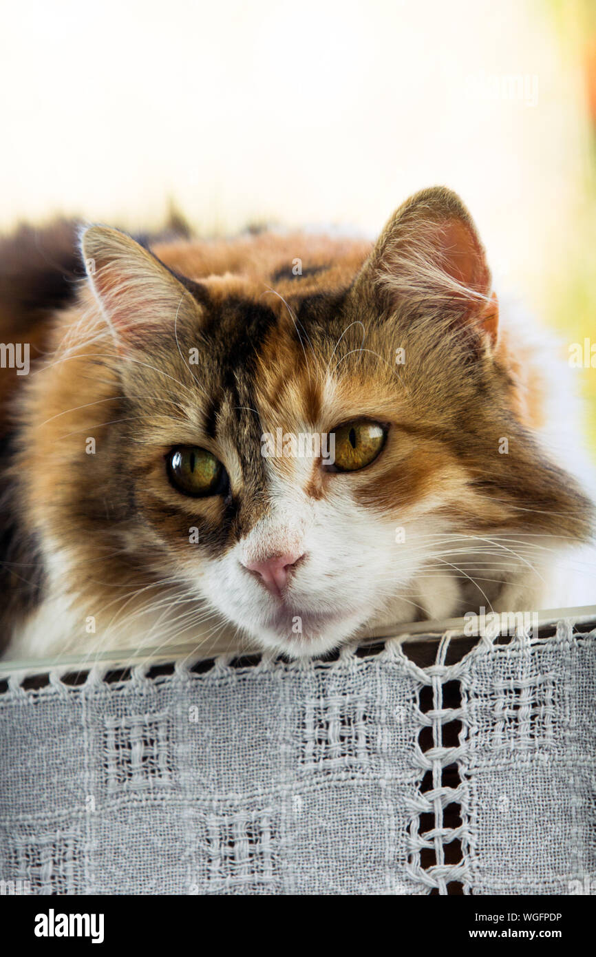 Portrait du visage avant d'une femme envoûtante chat calico à à gauche de l'objectif avec copie espace. Banque D'Images
