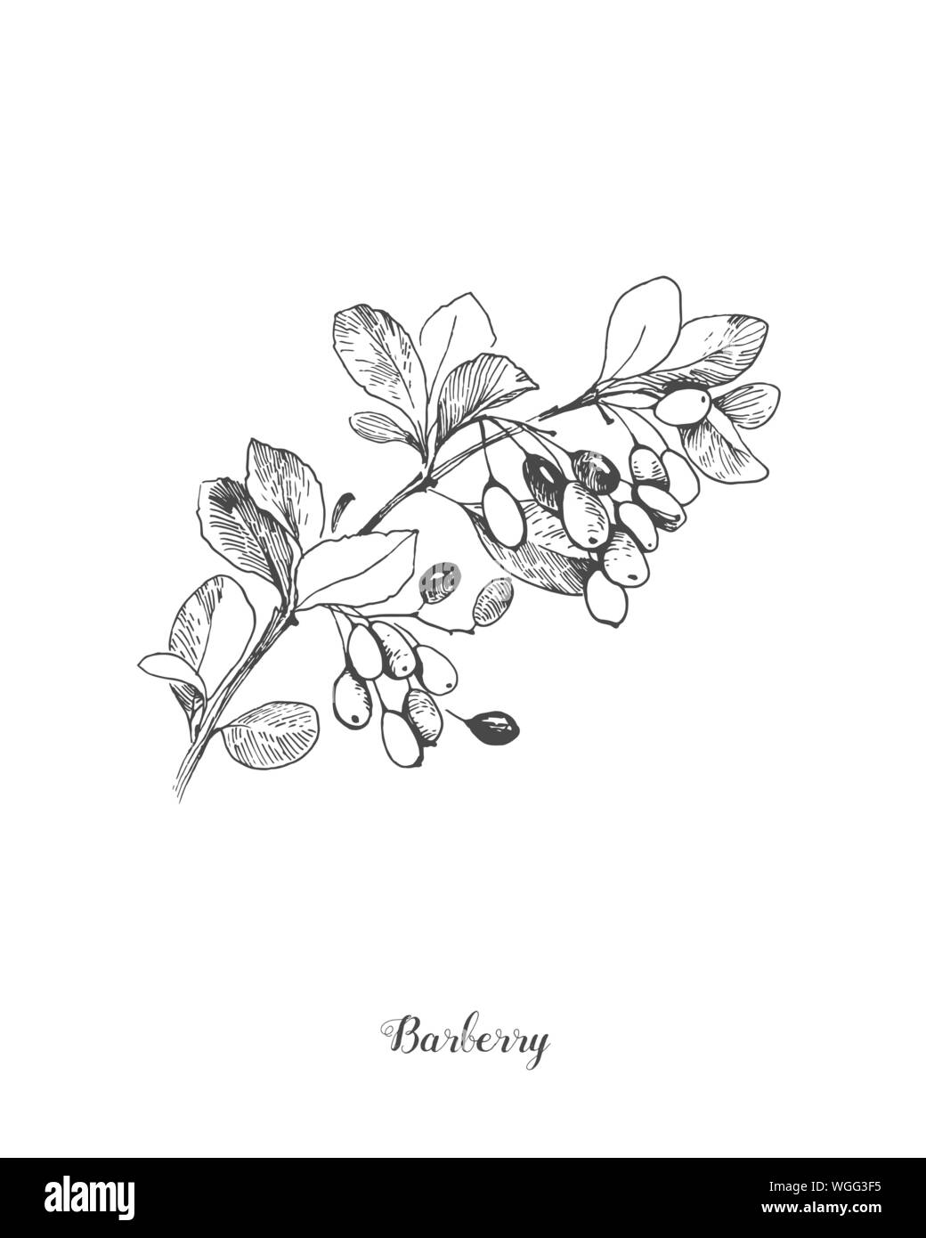 Berberis vulgaris, également connu sous le nom d'épine-vinette commune européenne, ou tout simplement de l'épine-vinette, d'épine-vinette est un arbuste du genre Berberis. Elle produit comestible mais Illustration de Vecteur