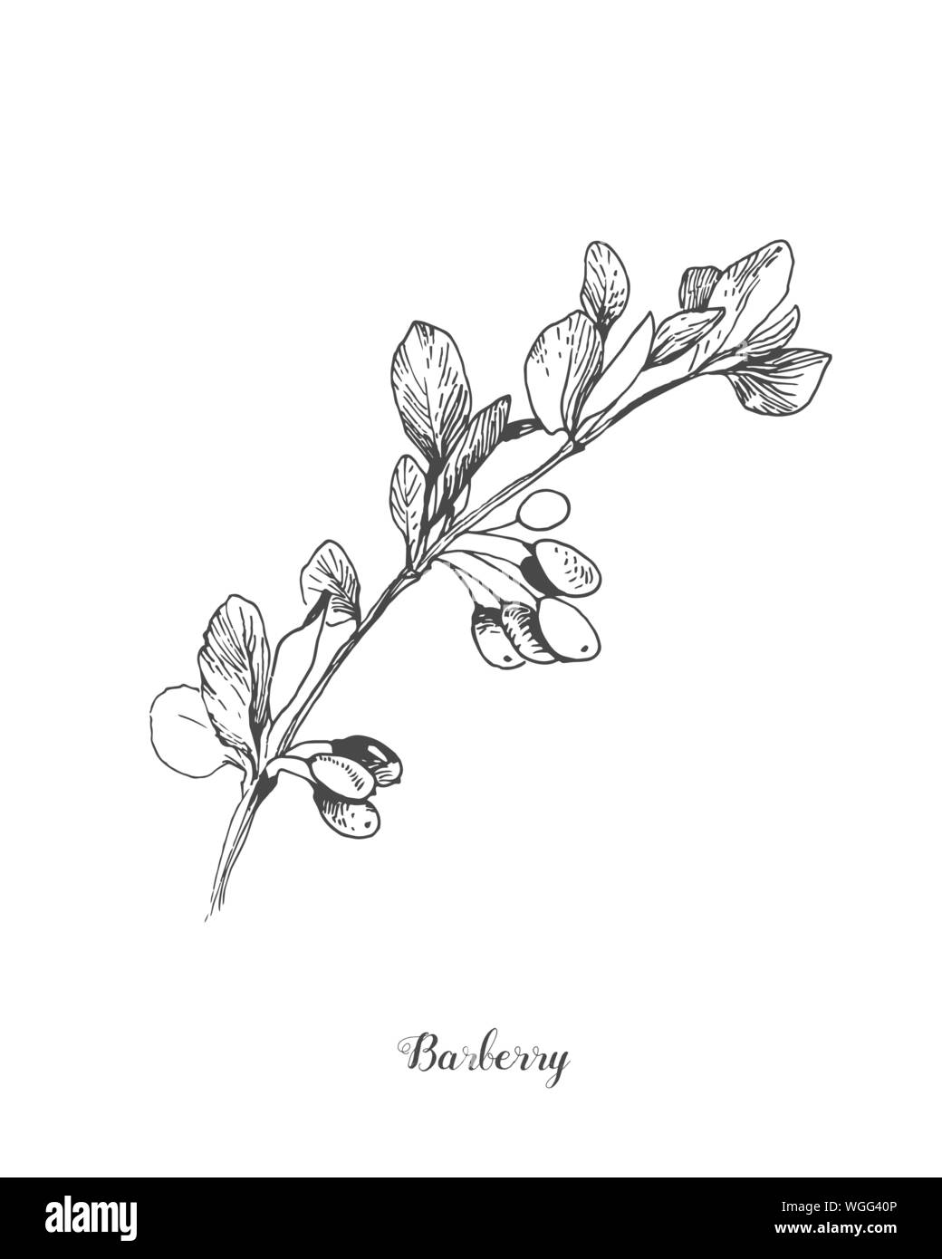 Berberis vulgaris, également connu sous le nom d'épine-vinette commune européenne, ou tout simplement de l'épine-vinette, d'épine-vinette est un arbuste du genre Berberis. Elle produit comestible mais Illustration de Vecteur