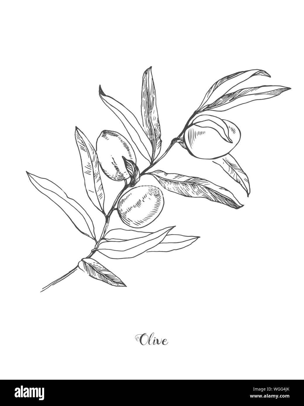 La main détaillée vector illustration noir et blanc de l'olive avec des feuilles. Illustration botanique de l'olive branch Illustration de Vecteur