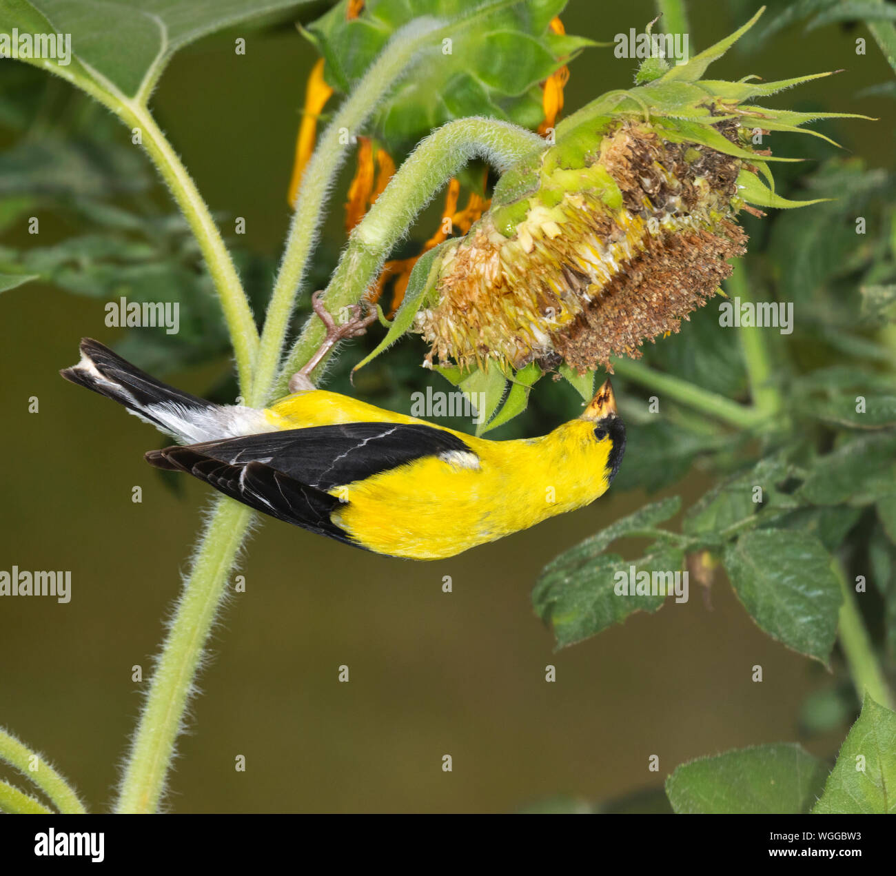 Chardonneret jaune (Spinus tristis) mâle se nourrissant de tournesols, Iowa, États-Unis. Banque D'Images