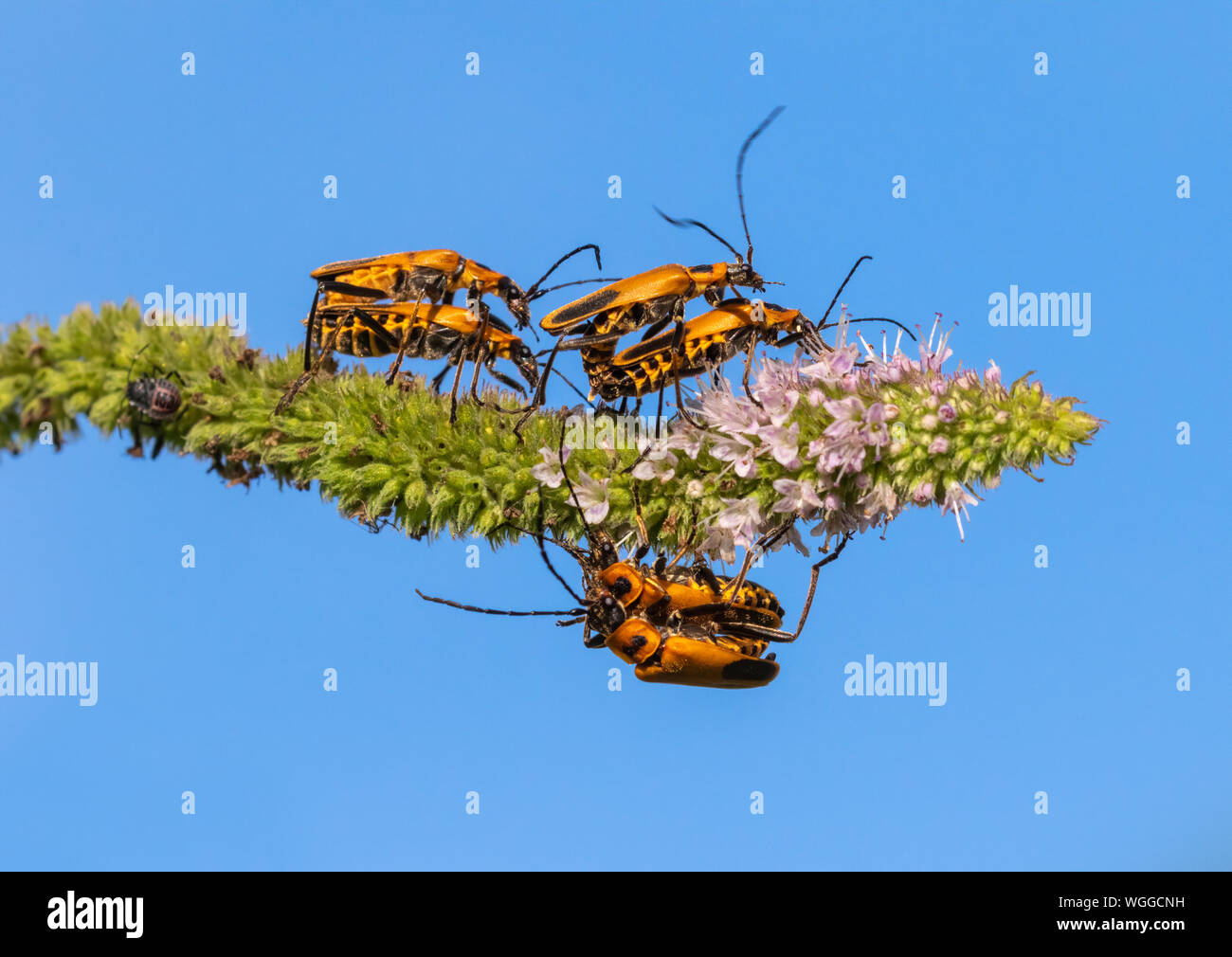 Houghton (Chauliognathus pennsylvanicus Soldat Beetle), l'accouplement de masse sur fleur de menthe, Iowa, États-Unis. Banque D'Images