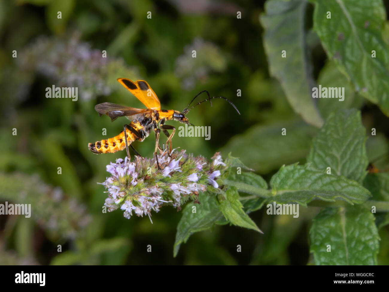 Houghton (Chauliognathus pennsylvanicus Soldat Beetle) décollant d'une fleur de menthe, Iowa, États-Unis. Banque D'Images