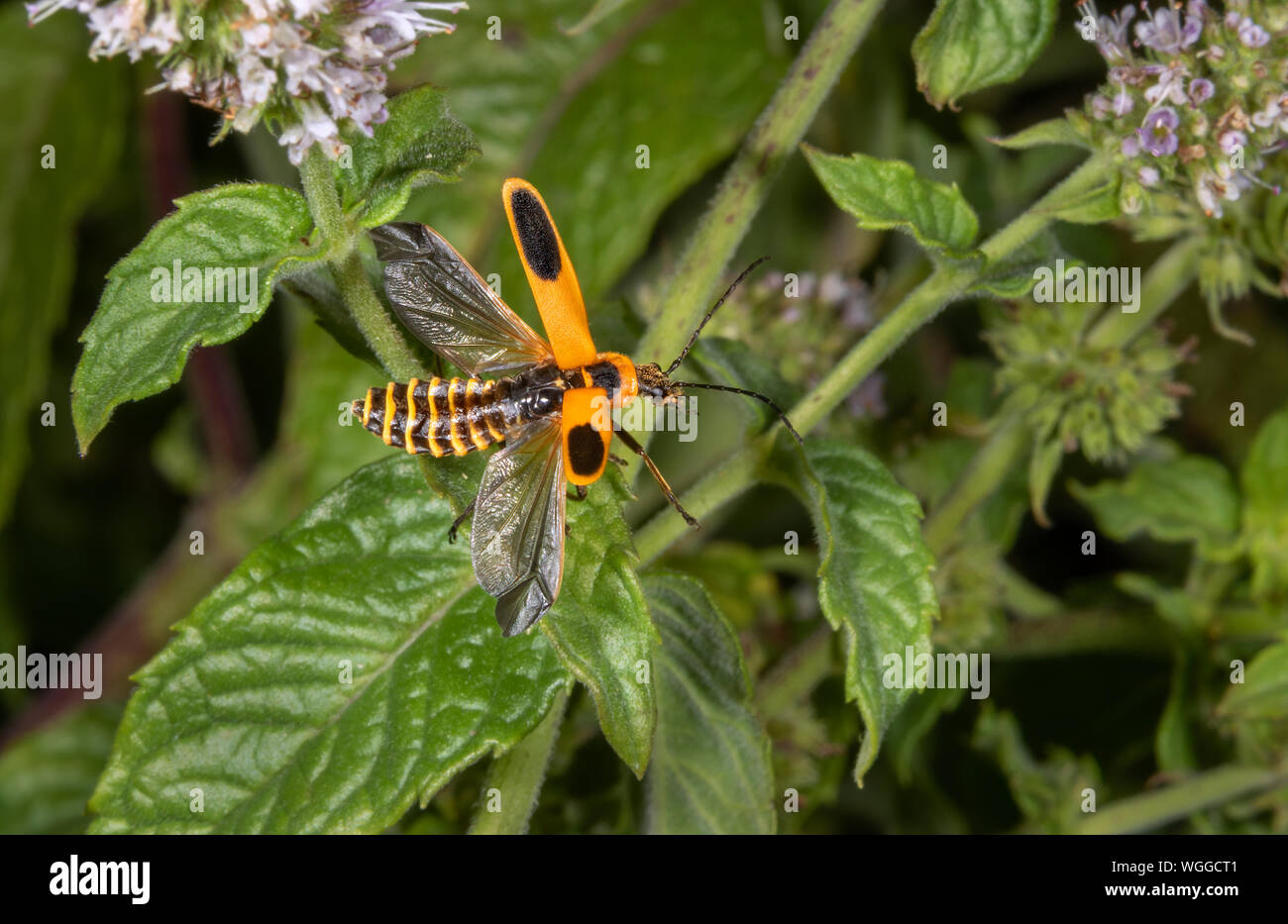 Houghton (Chauliognathus pennsylvanicus Soldat Beetle) décollant d'une fleur de menthe, Iowa, États-Unis. Banque D'Images