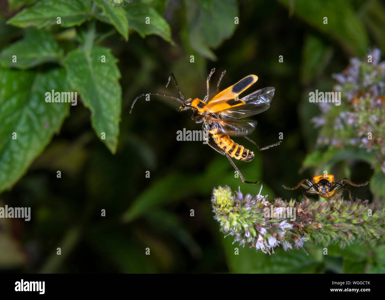 Houghton (Chauliognathus pennsylvanicus Soldat Beetle) voler parmi plantes de menthe, Iowa, États-Unis. Banque D'Images