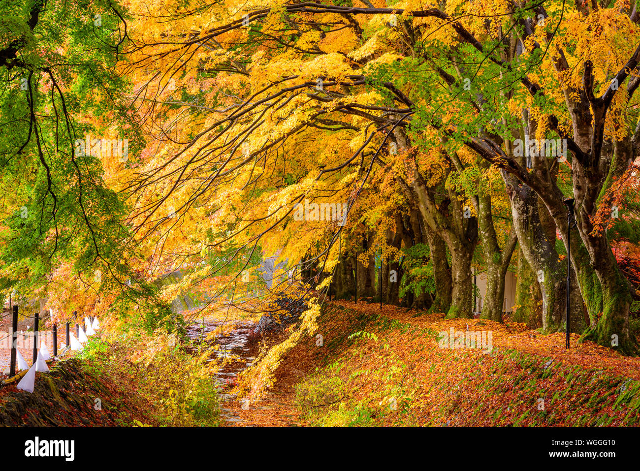 Corridor de l'érable près du lac Kawaguchi, le Japon au cours de l'automne. Banque D'Images