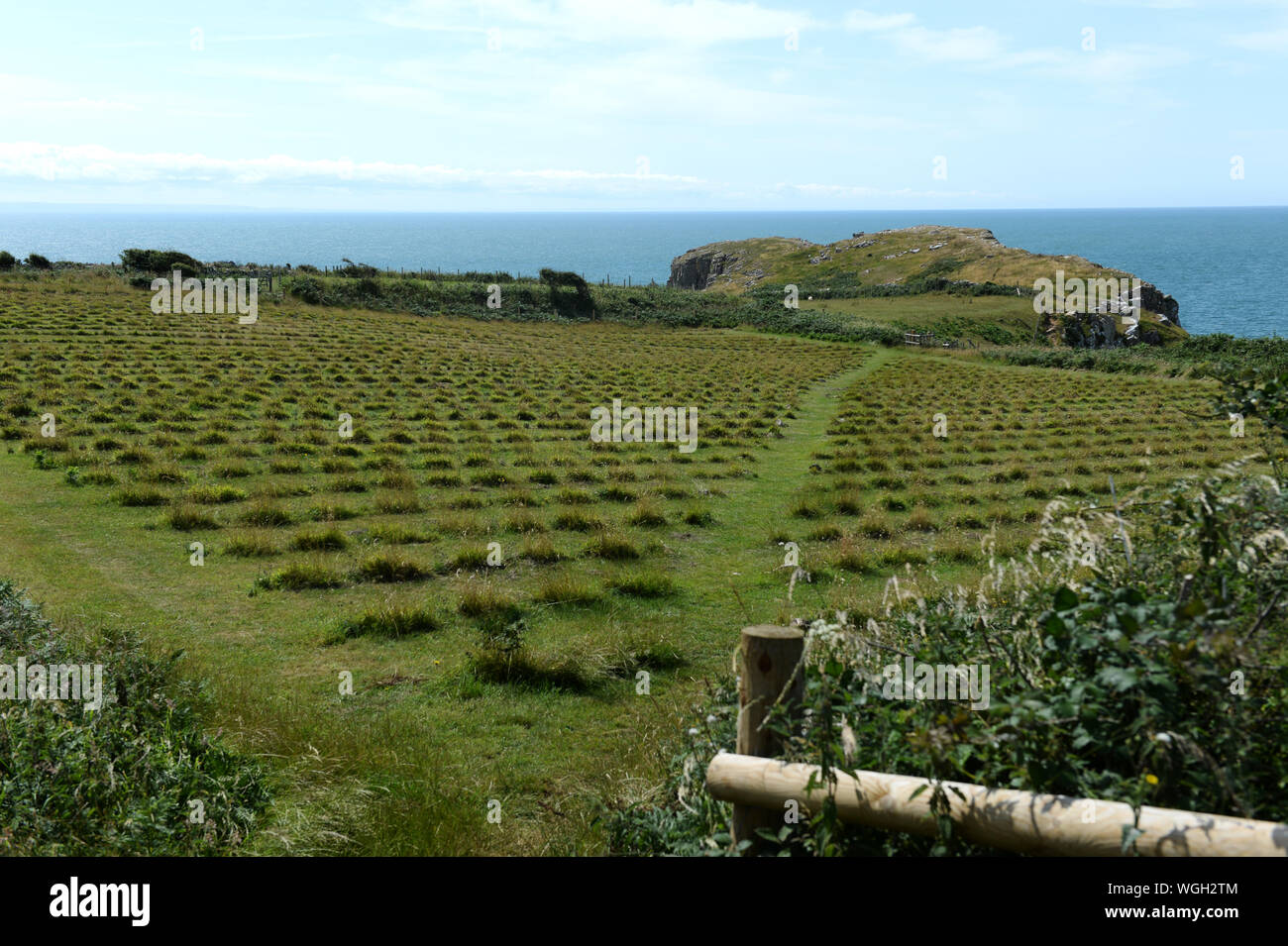 Champ de lavande récemment plantés sur l'ignoble au-dessus de la baie de l'automne, l'été 2019 Rhossili planté d'encourager les insectes pollinisateurs. Banque D'Images