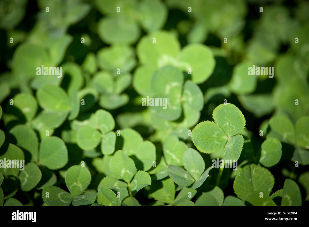 Close-up avec compensation les feuilles de trèfle, d'un concept ou d'arrière-plan pour la St Patrick Day, selective focus Banque D'Images