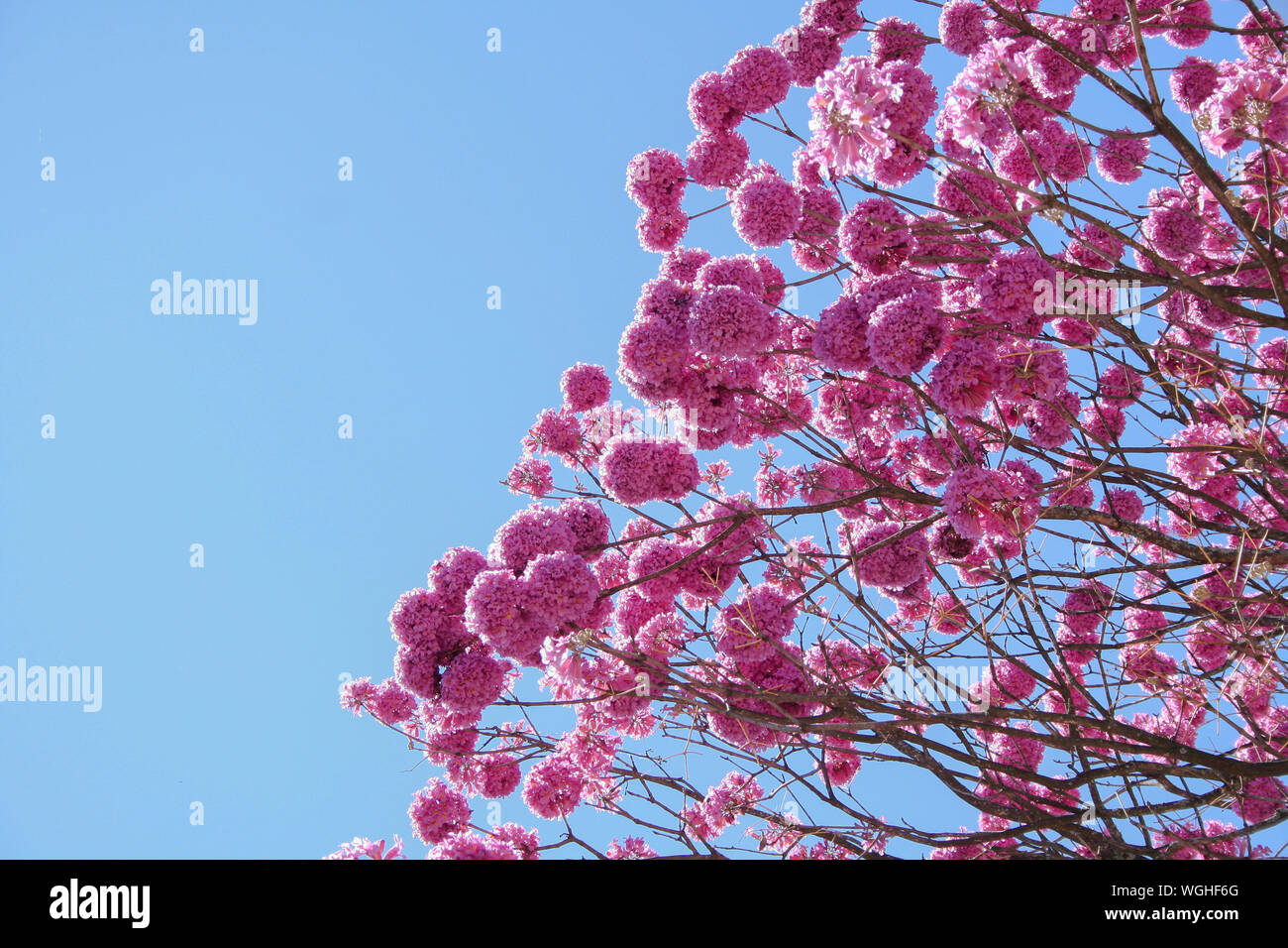 Détail de floraison mauve en arbre Ipe avec ciel bleu Banque D'Images