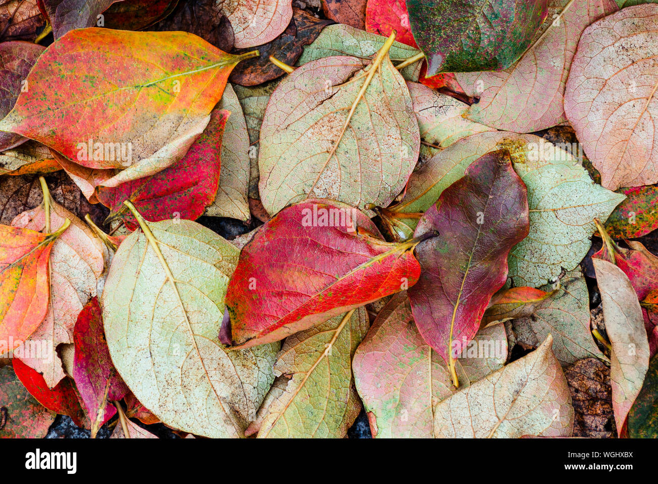 Vue de dessus sur les feuilles d'automne couleur Banque D'Images