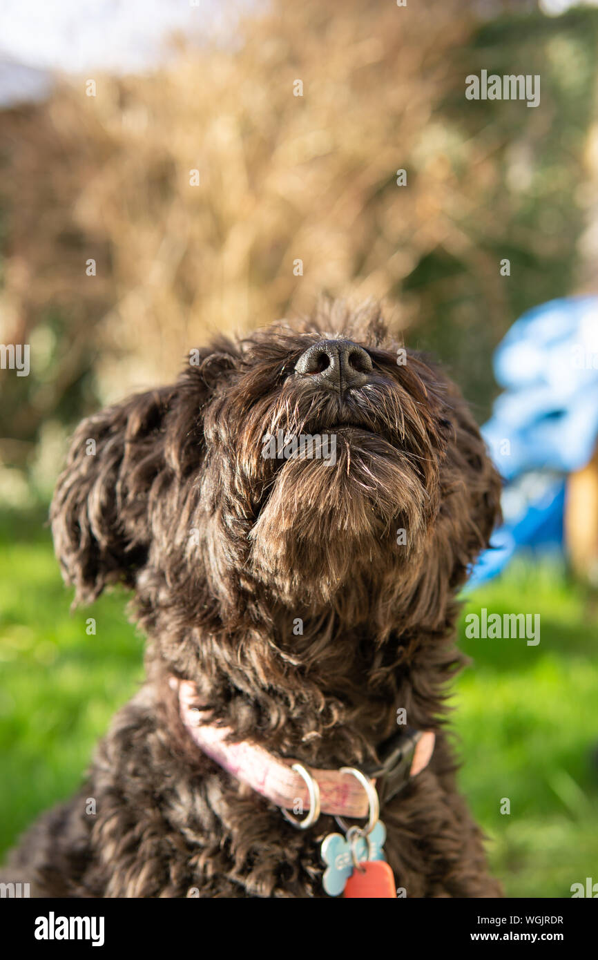 Chien attendre patiemment pour traiter schnoodle poodle mix Banque D'Images