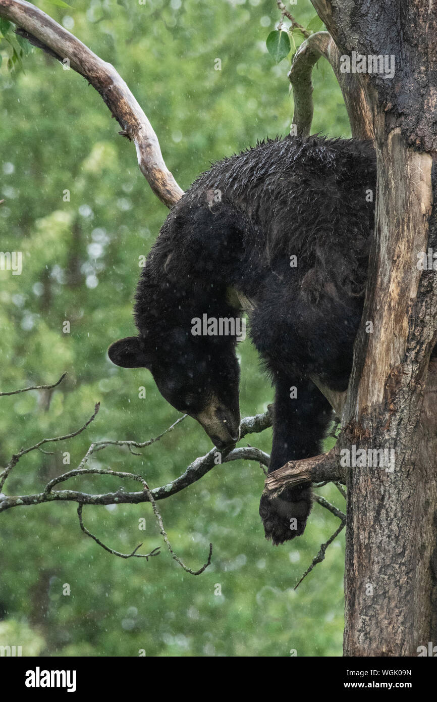 Amérique du Nord ; United States ; Alaska ; Péninsule Kenai ; faune ; Ours noir Ursus americanus ; ; ; l'été dormir dans la pluie dans l'arbre Banque D'Images