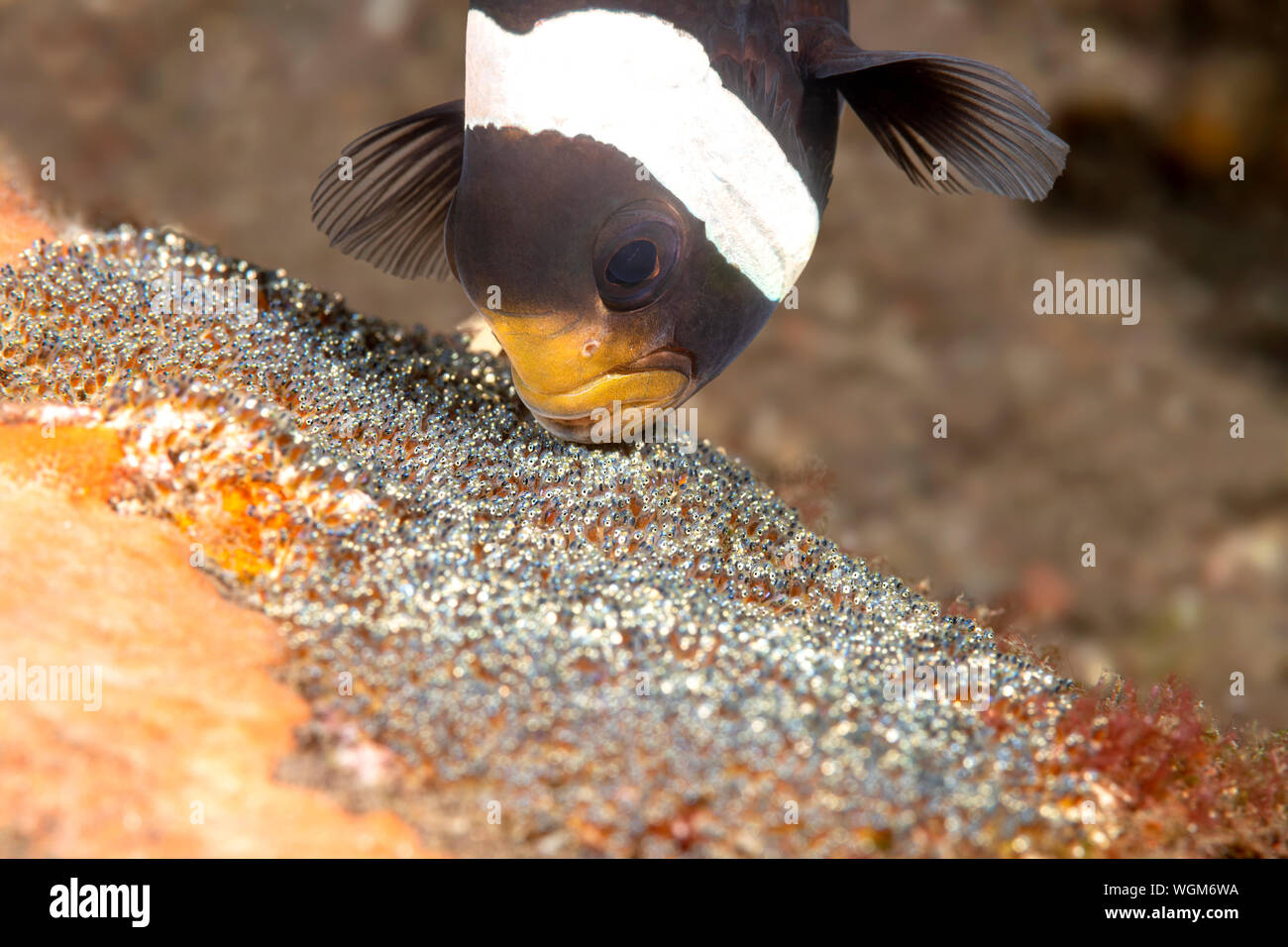 Un poisson clown dans la région de l'Indonésie Tulamben nettoie et aère son nid des oeufs avant qu'ils n'éclosent. Banque D'Images